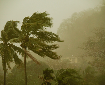 trees blowing in the wind during storm
